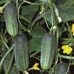 Ogórek Akord f1 25 tyś. nasion ZW ST